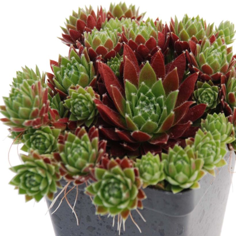 Sempervivum Chick Charms Cinnamon Starbust (Hábito)