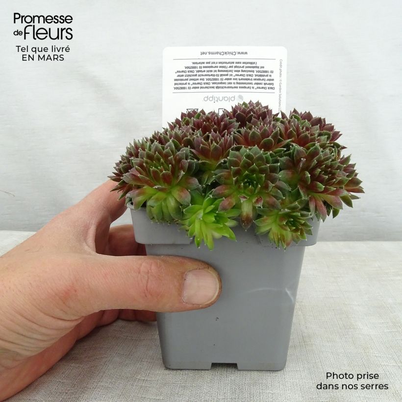 Amostra de Sempervivum Chick Charms Cinnamon Starbust Vaso de 10 cm/11 cm tal como entregue na primavera