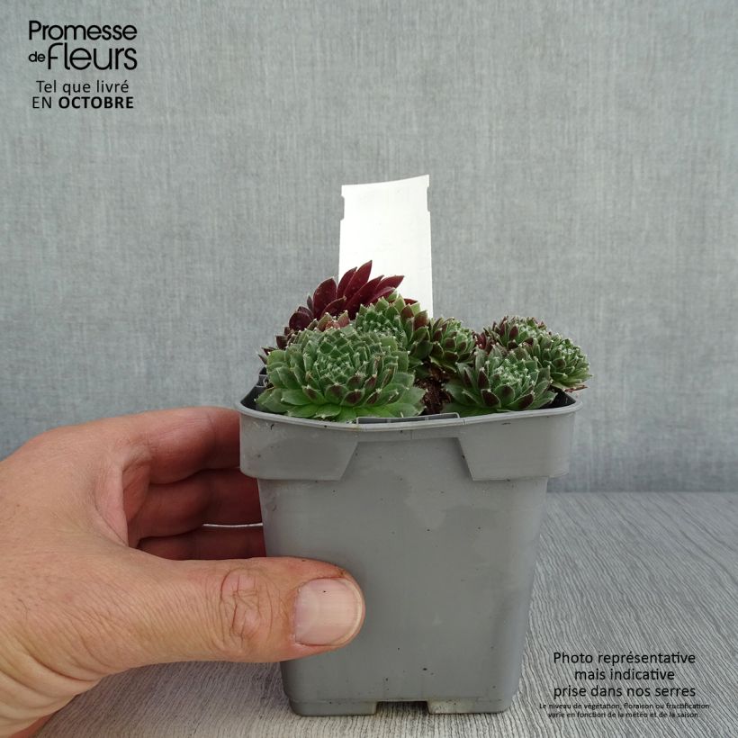 Amostra de Sempervivum Chick Charms Cinnamon Starbust Vaso de 10 cm/11 cm tal como entregue no outono
