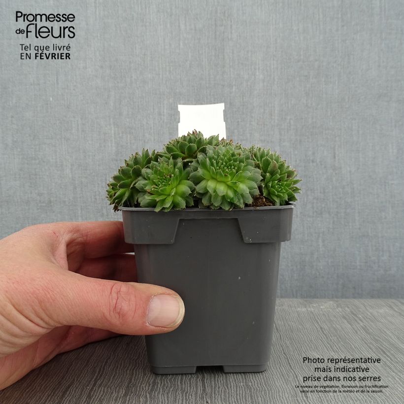 Amostra de Sempervivum Chick Charms Cinnamon Starbust Vaso de 10 cm/11 cm tal como entregue no inverno