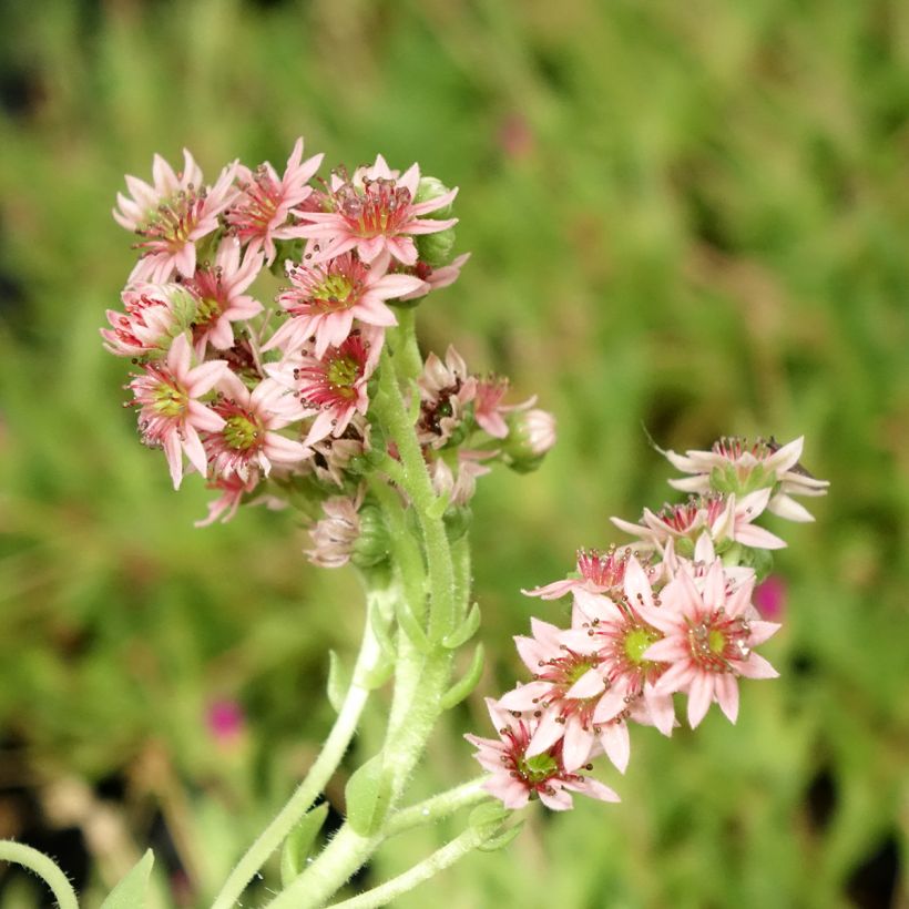 Sempervivum Chick Charms Cinnamon Starbust (Floração)