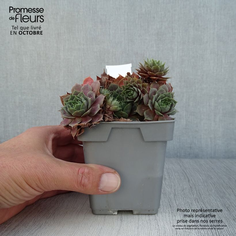 Amostra de Sempervivum Chick Charms Cosmic Candy Vaso de 10 cm/11 cm tal como entregue no outono