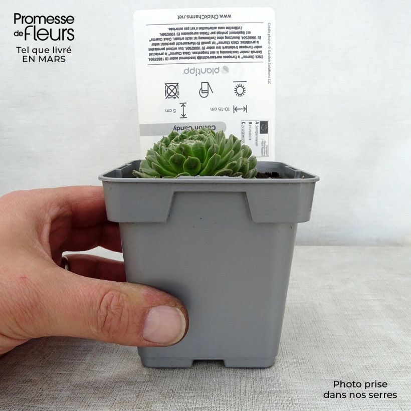 Amostra de Sempervivum Chick Charms Cotton Candy Vaso de 10 cm/11 cm tal como entregue na primavera