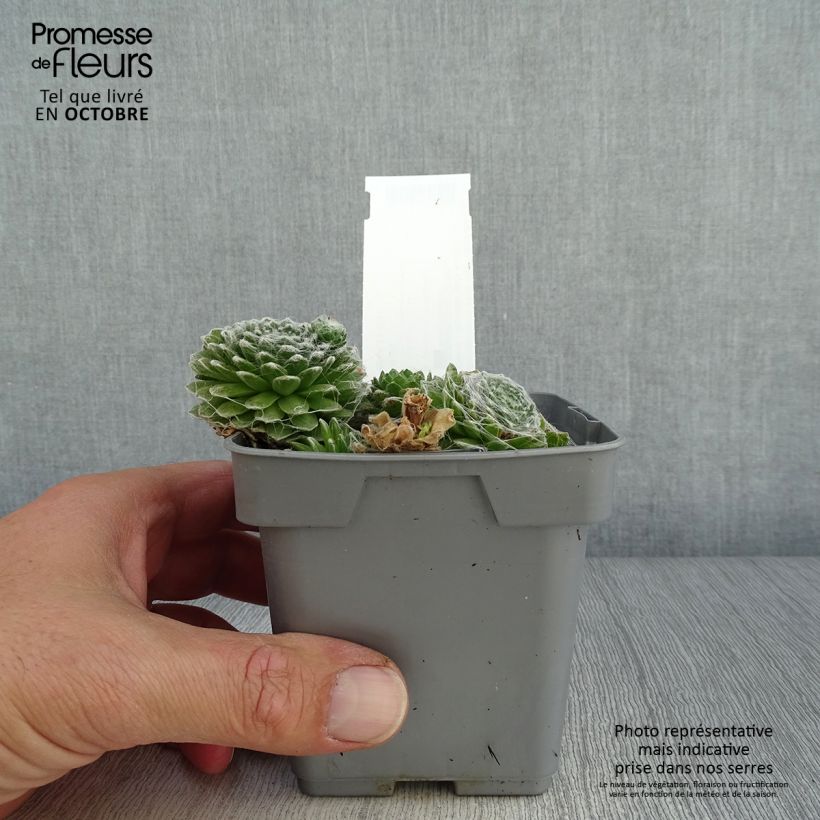 Amostra de Sempervivum Chick Charms Cotton Candy Vaso de 10 cm/11 cm tal como entregue no outono