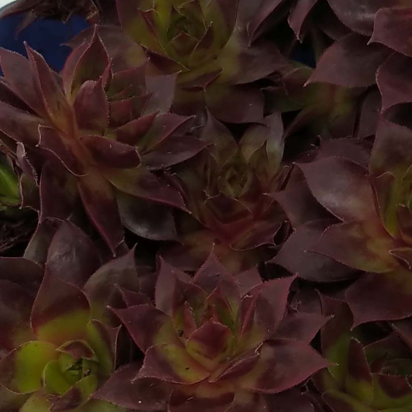Sempervivum Chick Charms Cranberry Cocktail (Folhagem)