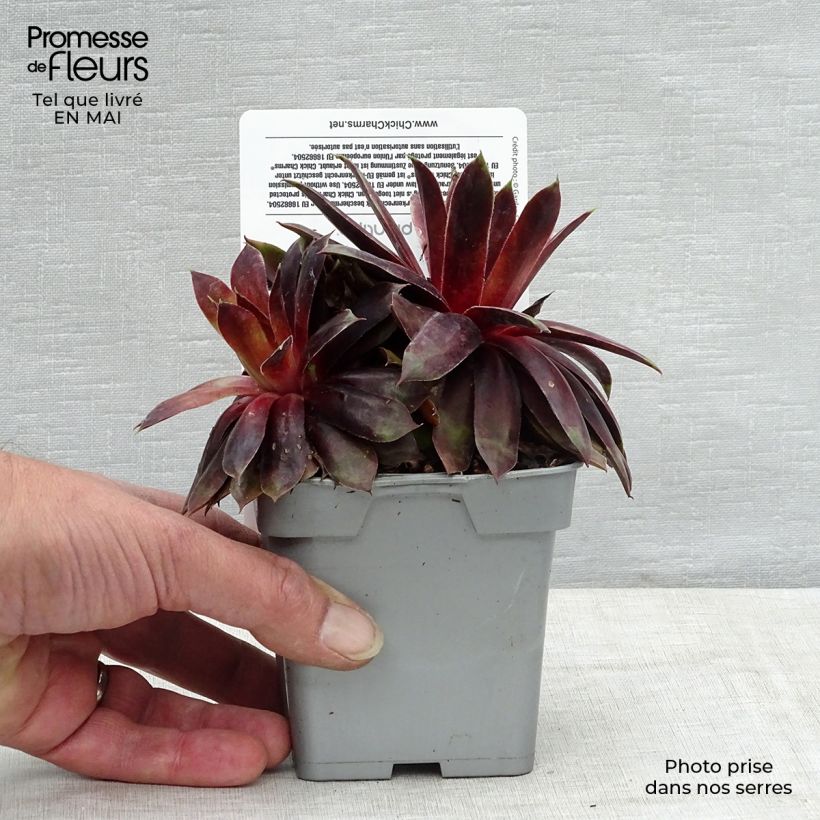 Amostra de Sempervivum Chick Charms Cranberry Cocktail Vaso de 10 cm/11 cm tal como entregue na primavera