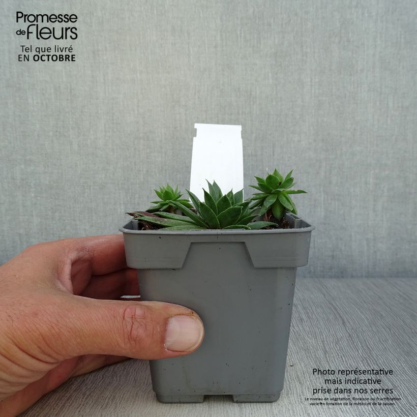 Amostra de Sempervivum Chick Charms Cranberry Cocktail Vaso de 10 cm/11 cm tal como entregue no outono