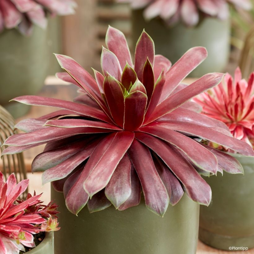 Sempervivum Chick Charms Giant Emerald Explosion (Folhagem)