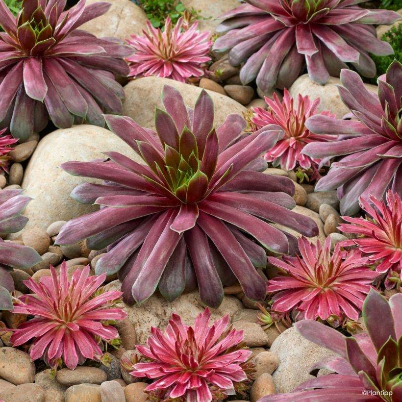 Sempervivum Chick Charms Giant Emerald Explosion (Hábito)