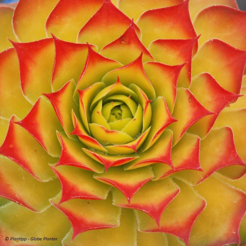 Sempervivum Chick Charms Gold Nugget (Folhagem)