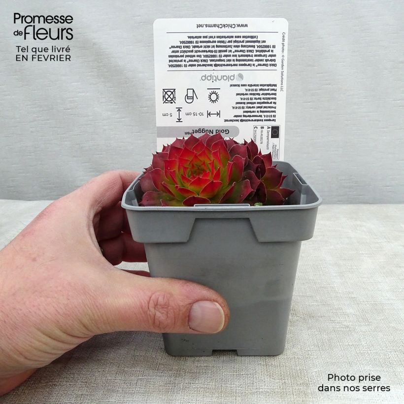 Amostra de Sempervivum Chick Charms Gold Nugget - Joubarbe Pot de 10 cm/11cm tal como entregue no inverno