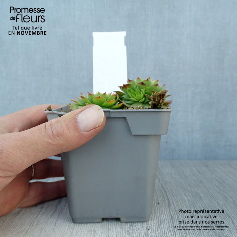 Amostra de Sempervivum Chick Charms Gold Nugget Vaso de 10 cm/11 cm tal como entregue no outono