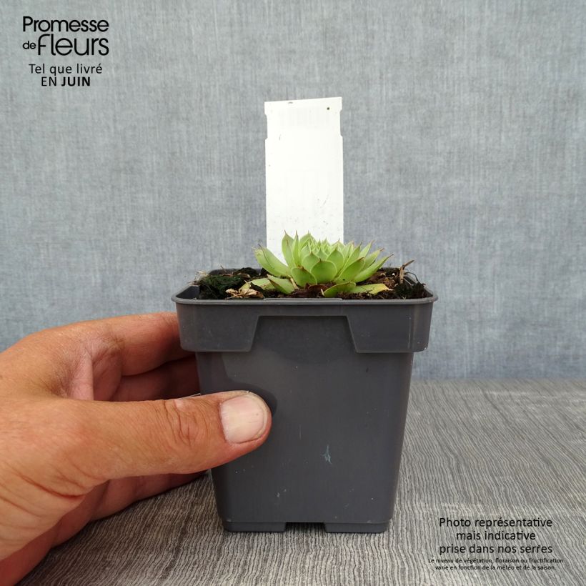 Amostra de Sempervivum Chick Charms Gold Nugget Vaso de 10 cm/11 cm tal como entregue no verão