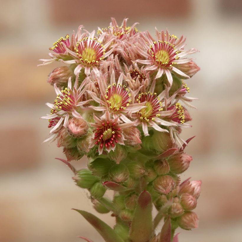Sempervivum Chick Charms Gold Nugget (Floração)