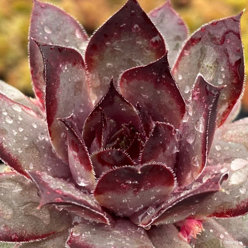 Sempervivum Chick Charms Grape Galaxy (Folhagem)