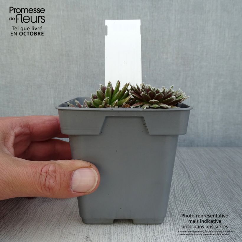Amostra de Sempervivum Chick Charms Plum Perfect Vaso de 10 cm/11 cm tal como entregue no outono
