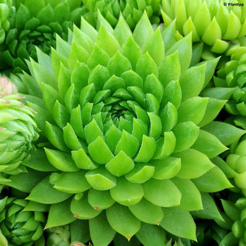 Sempervivum Chick Charms Key Lime Kiss (Folhagem)