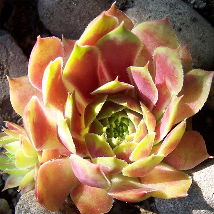 Sempervivum Commander Hay (Floração)