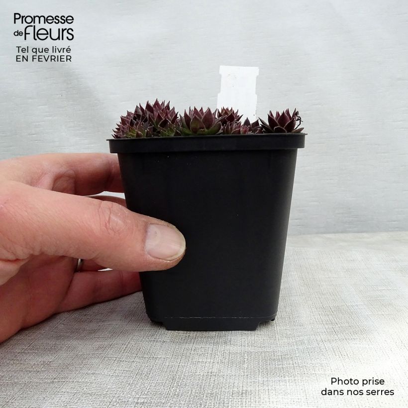 Amostra de Sempervivum Commander Hay - Joubarbe hybride rouge et verte Vaso de 8/9 cm tal como entregue no inverno