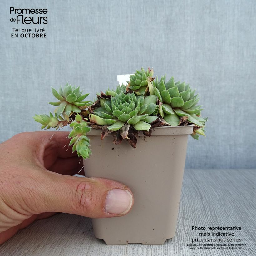Amostra de Sempervivum Commander Hay Vaso de 8/9 cm tal como entregue no outono