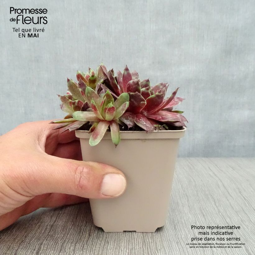 Amostra de Sempervivum Commander Hay Vaso de 8/9 cm tal como entregue na primavera