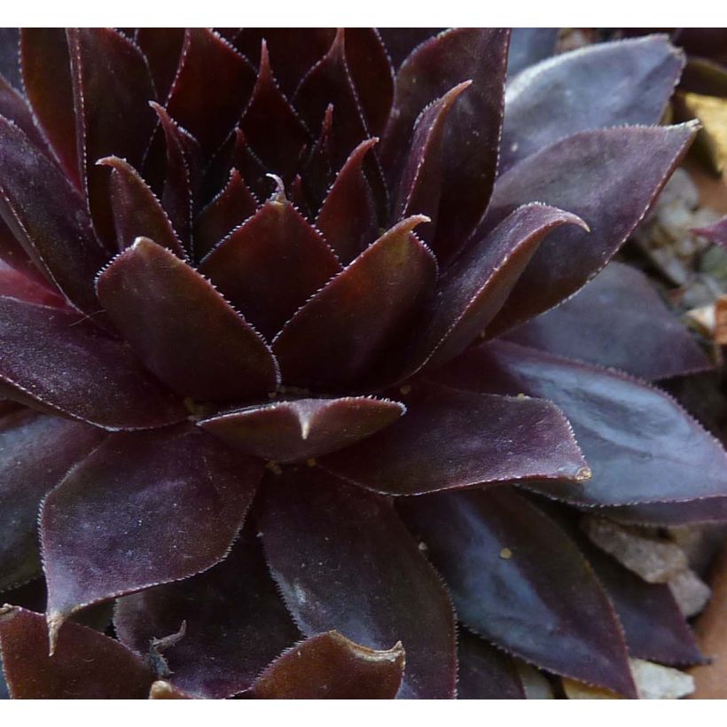 Sempervivum Dark Beauty (Folhagem)