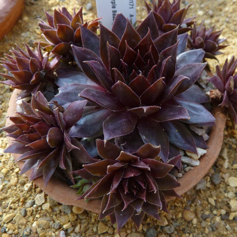 Sempervivum Dark Beauty (Hábito)
