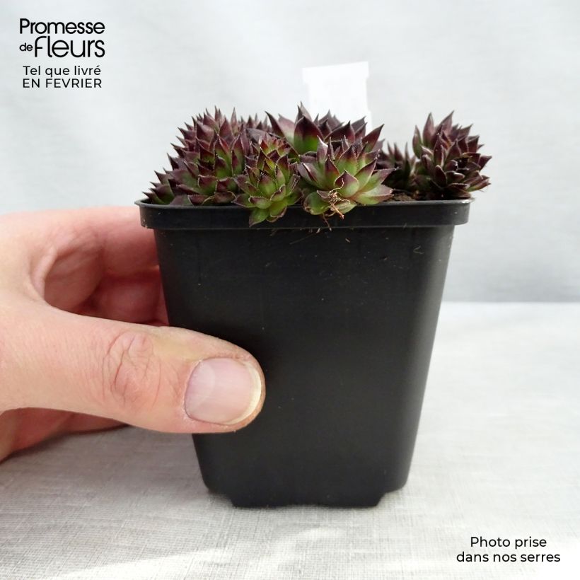 Amostra de Sempervivum Dark Beauty - Joubarbe pourpre foncé Vaso de 8/9 cm tal como entregue no inverno