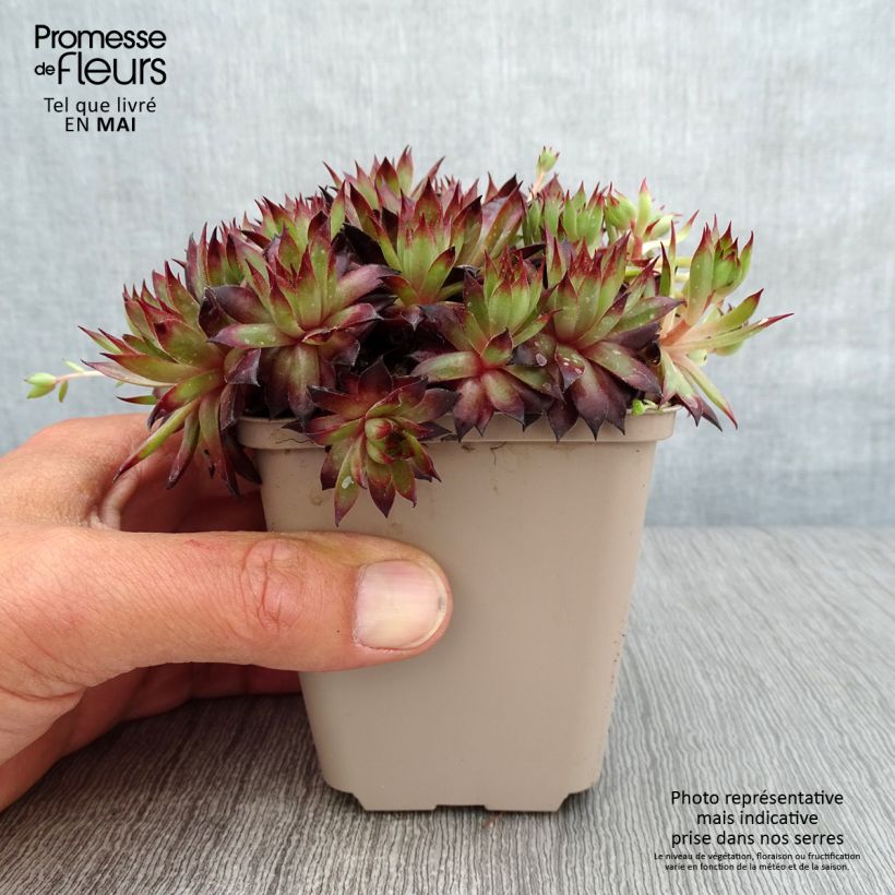 Amostra de Sempervivum Dark Beauty Vaso de 8/9 cm tal como entregue na primavera