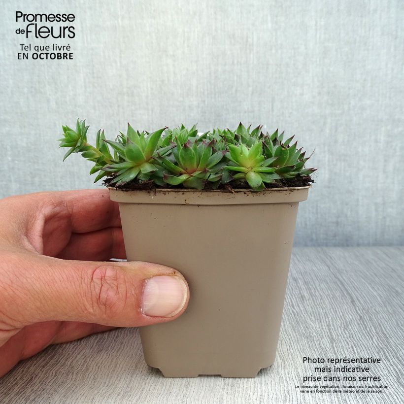 Amostra de Sempervivum Dark Beauty Vaso de 8/9 cm tal como entregue no outono