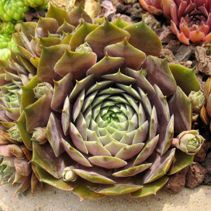 Sempervivum Feldmaier (Folhagem)