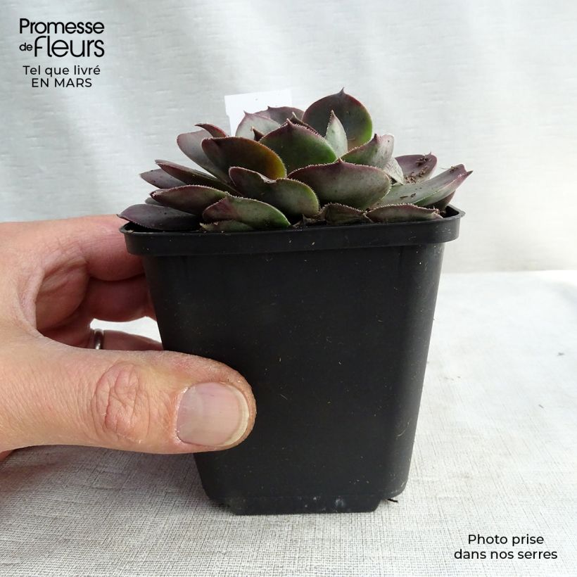 Amostra de Sempervivum Feldmaier - Joubarbe hybride  Godet de 8/9 cm tal como entregue no inverno
