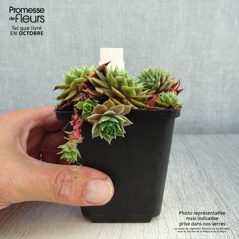 Amostra de Sempervivum Feldmaier Vaso de 8/9 cm tal como entregue no outono