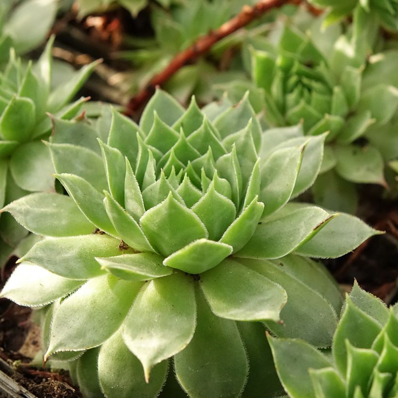 Sempervivum Gay Jester (Folhagem)