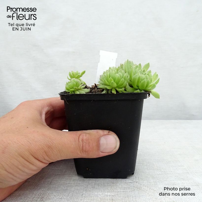 Amostra de Sempervivum Gemengd em mistura Vaso de 8/9 cm tal como entregue no verão