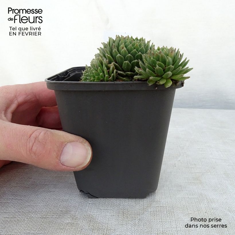 Amostra de Sempervivum Gemengd - Joubarbe hybride en mélange Godet de 8/9 cm tal como entregue no inverno