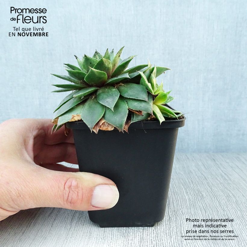 Amostra de Sempervivum Gemengd em mistura Vaso de 8/9 cm tal como entregue no outono
