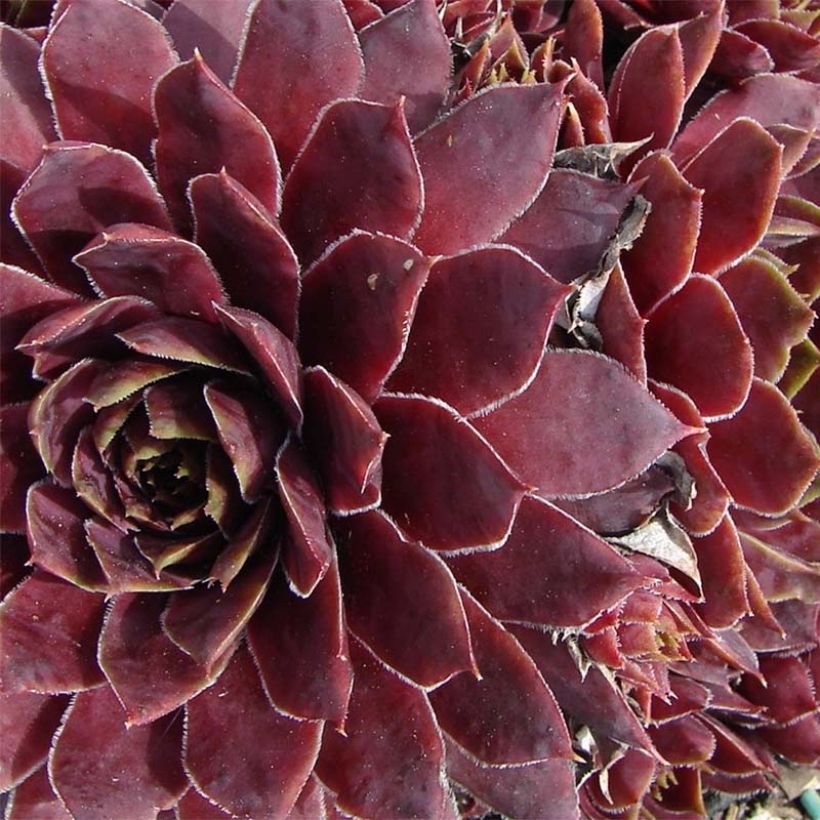 Sempervivum Granat (Floração)