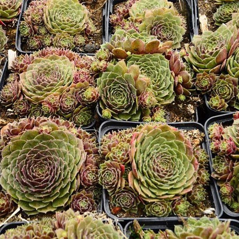 Sempervivum Granat (Hábito)