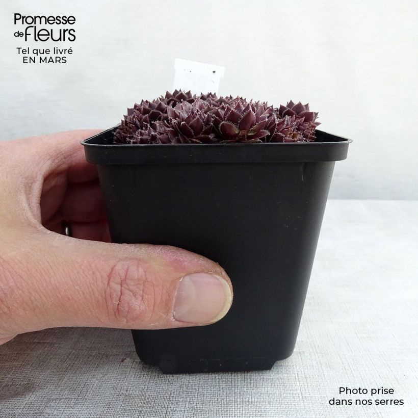 Amostra de Sempervivum Granat Vaso de 8/9 cm tal como entregue na primavera