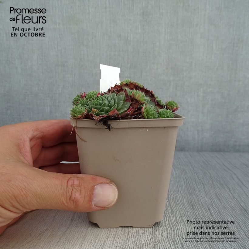 Amostra de Sempervivum Granat Vaso de 8/9 cm tal como entregue no outono