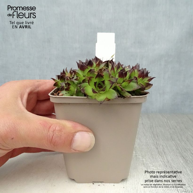 Amostra de Sempervivum Negro Vaso de 8/9 cm tal como entregue na primavera