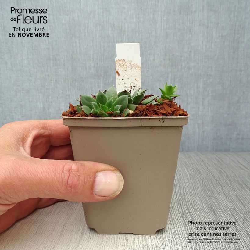 Amostra de Sempervivum Negro Vaso de 8/9 cm tal como entregue no outono