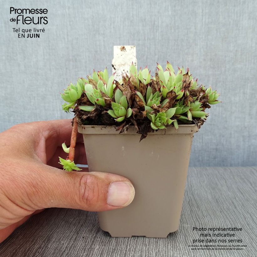 Amostra de Sempervivum Negro Vaso de 8/9 cm tal como entregue no verão