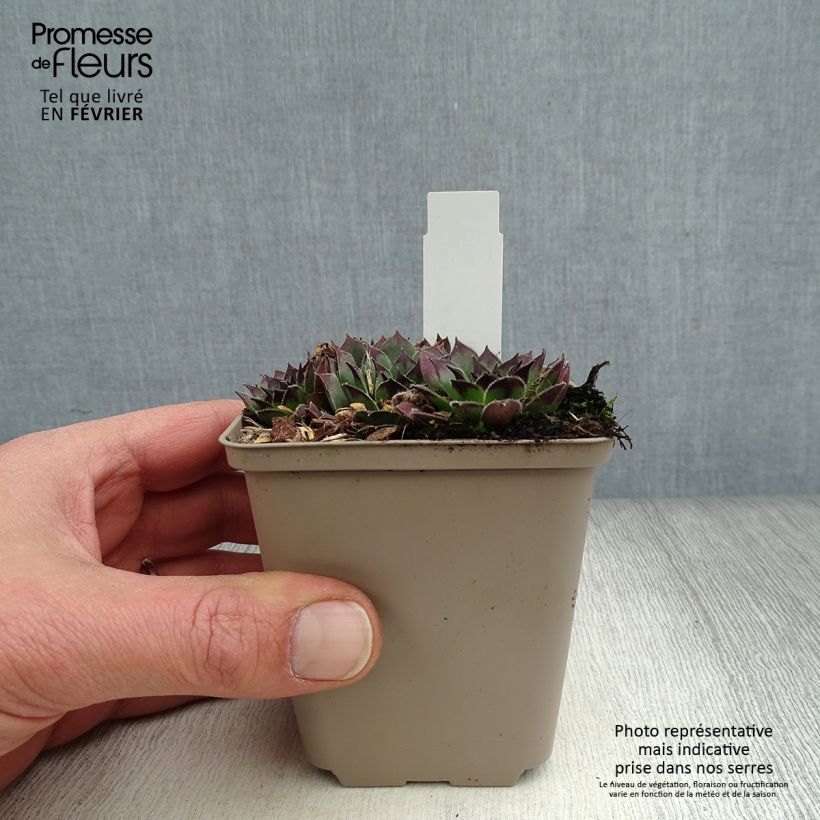 Amostra de Sempervivum Noir - Joubarbe noire. Godet de 8/9 cm tal como entregue no inverno