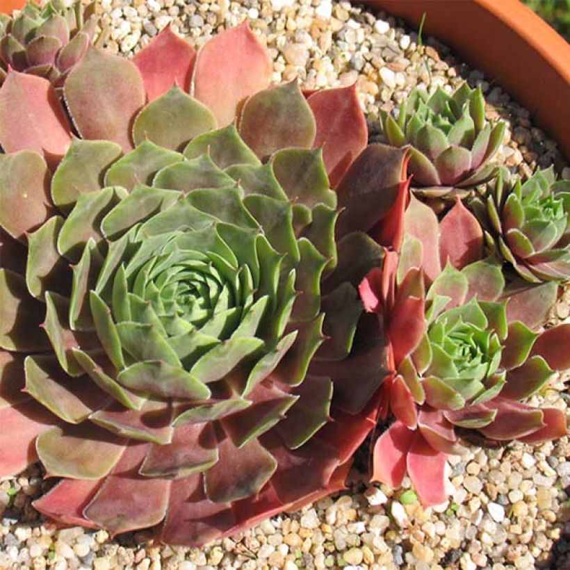 Sempervivum Othello (Floração)