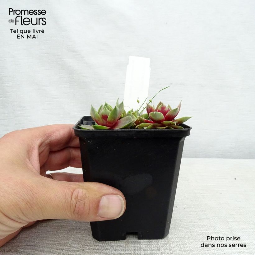 Amostra de Sempervivum Othello Vaso de 8/9 cm tal como entregue na primavera