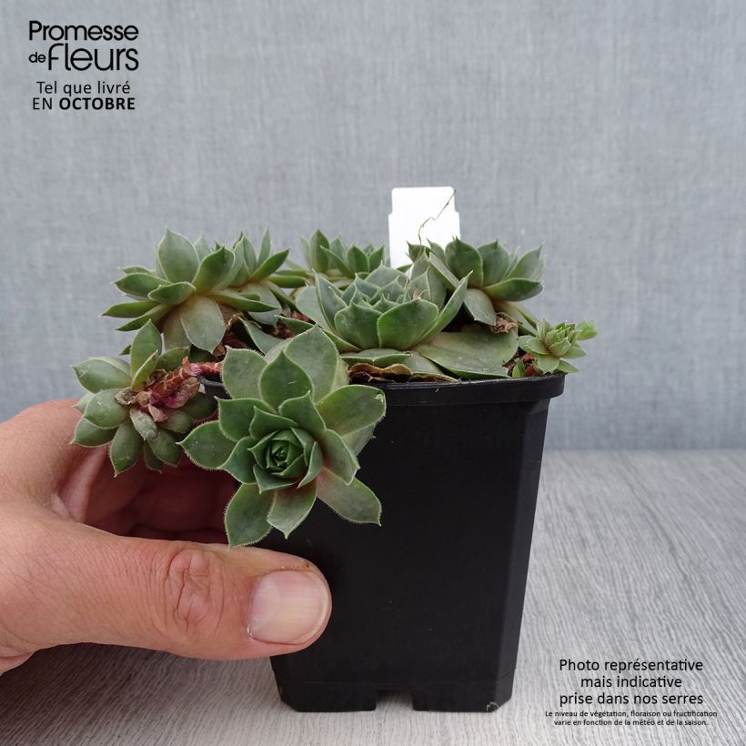 Amostra de Sempervivum Othello Vaso de 8/9 cm tal como entregue no outono