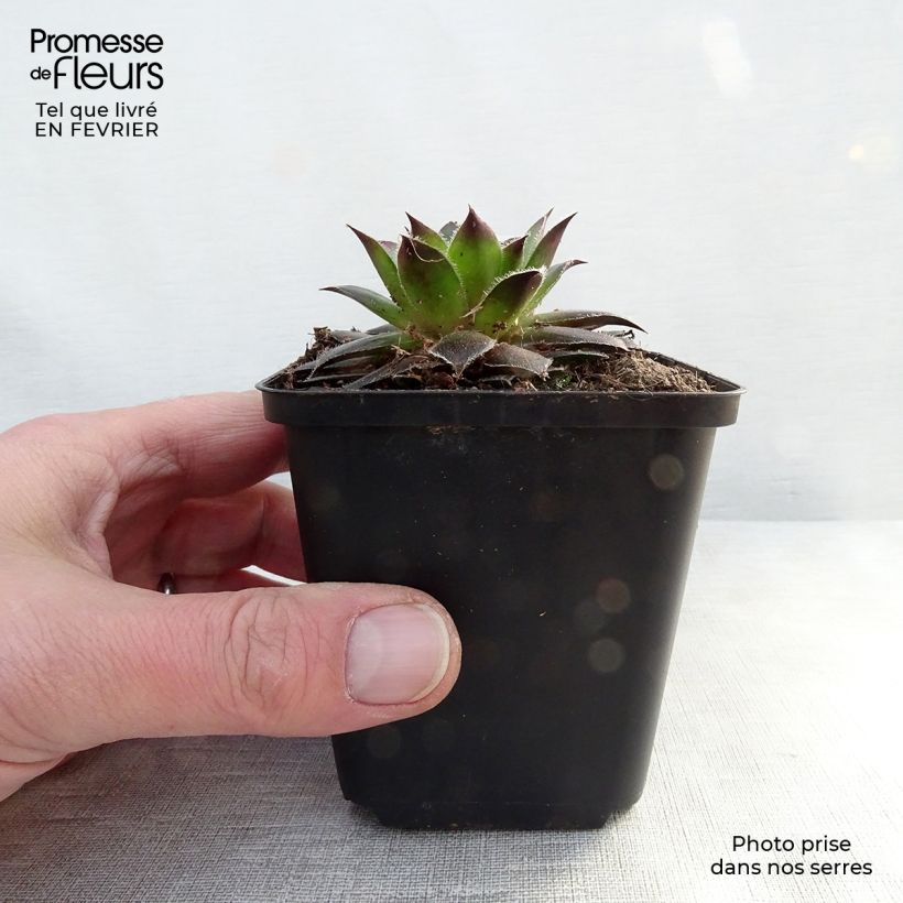 Amostra de Sempervivum Pilatus - Joubarbe hybride bronze-violacé. Godet de 8/9 cm tal como entregue no inverno