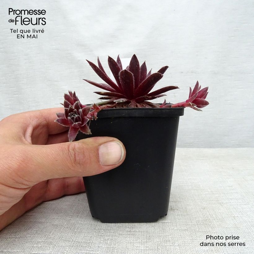 Amostra de Sempervivum Pilatus Vaso de 8/9 cm tal como entregue na primavera